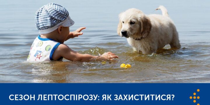 СЕЗОН ЛЕПТОСПІРОЗУ: ЯК ЗАХИСТИТИСЯ